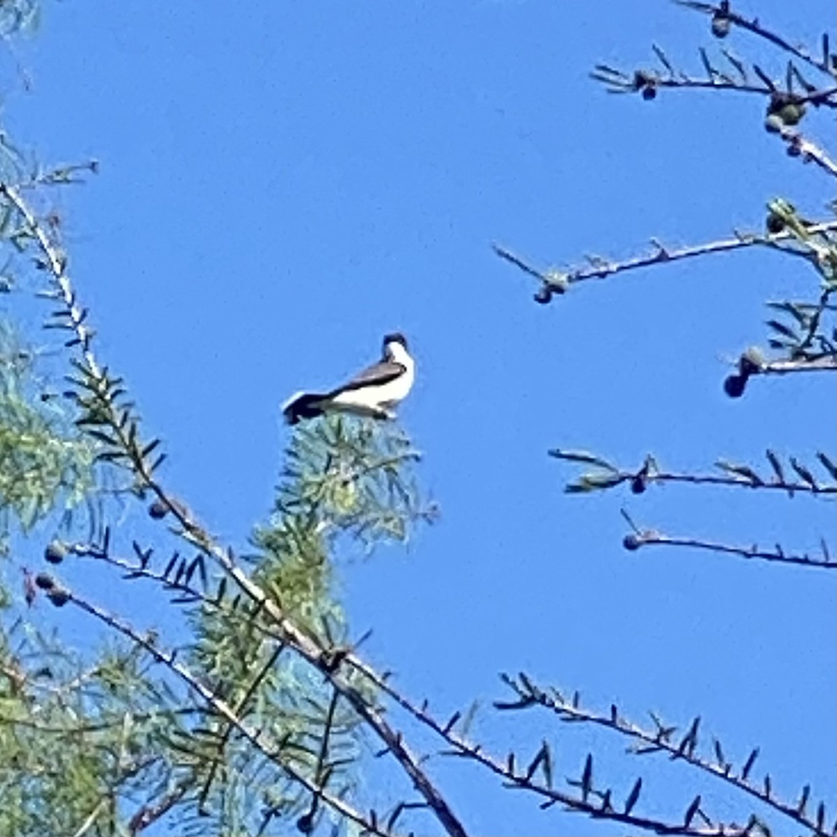 Eastern Kingbird - ML545392221