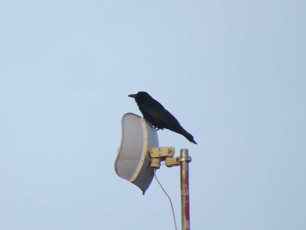 Sinaloa Crow - ML545392671