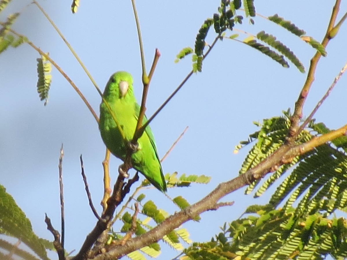 Mexican Parrotlet - Evan Waite