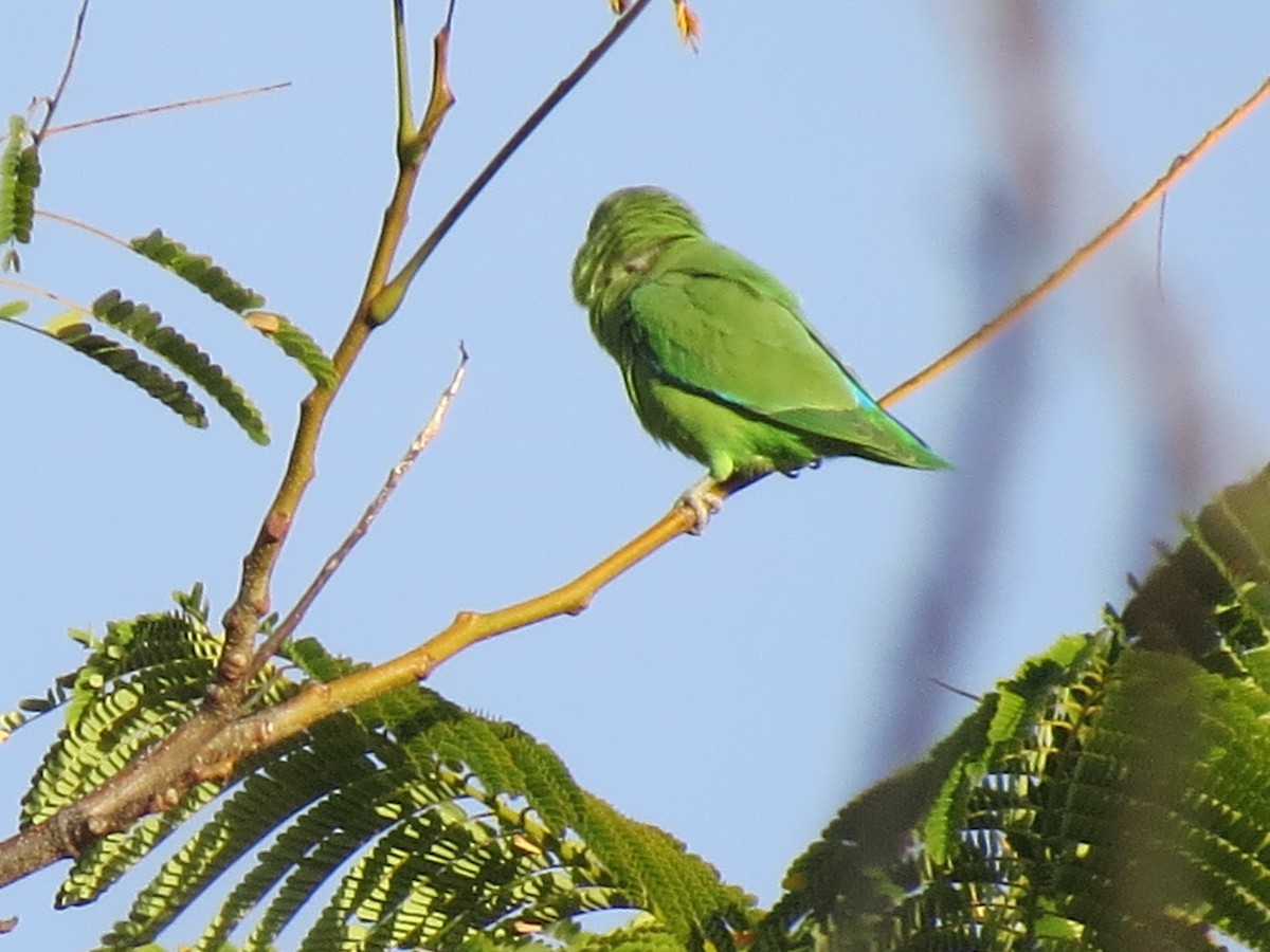 Мексиканский воробьиный попугайчик - ML545392841