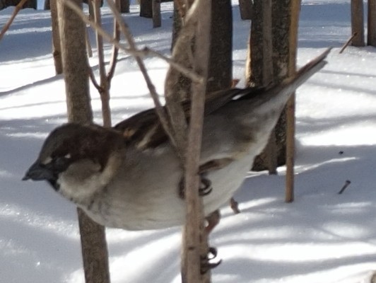 Moineau domestique - ML545393211