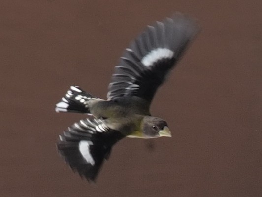 Evening Grosbeak - ML545393261
