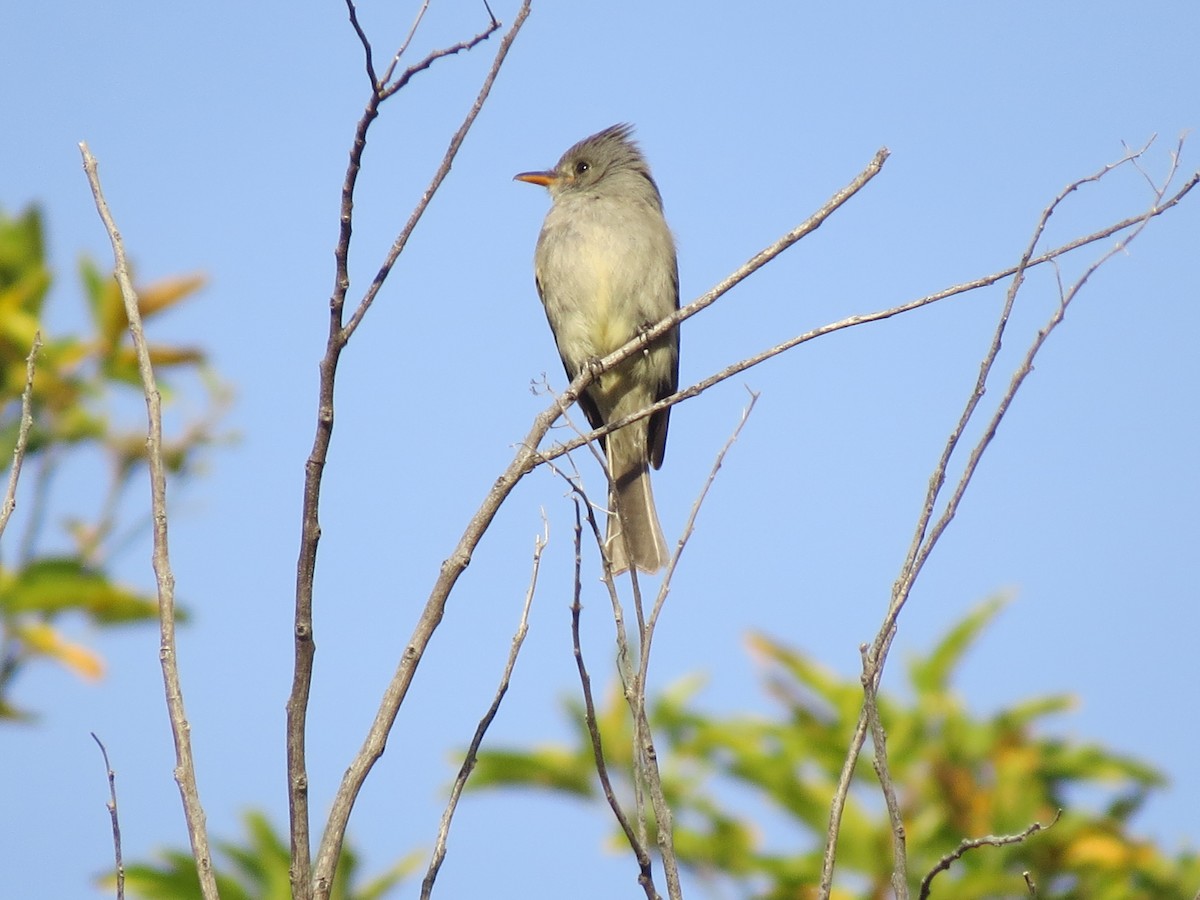 Greater Pewee - Evan Waite