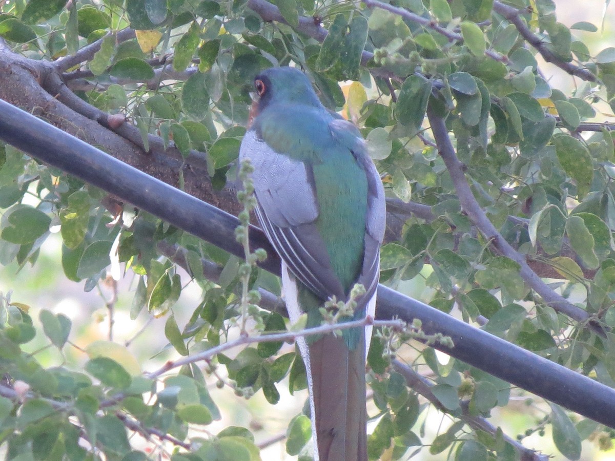 Elegant Trogon - ML545393441