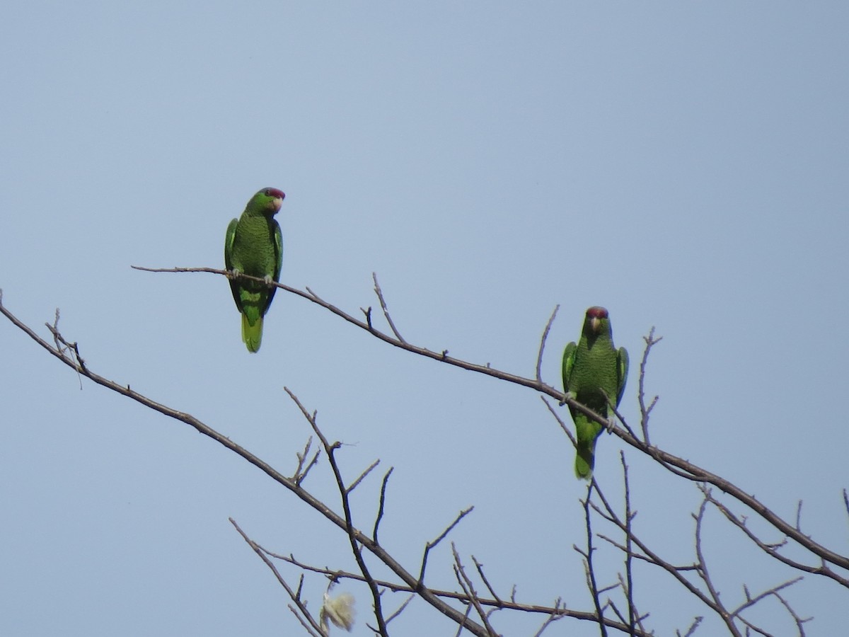 Lilac-crowned Parrot - ML545394031