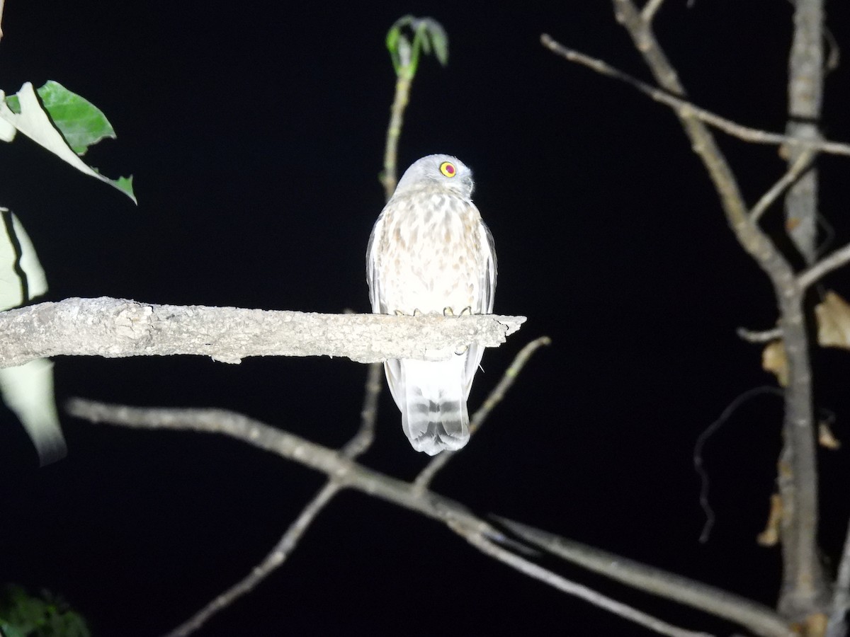 Brown Boobook - Kalyani Kapdi