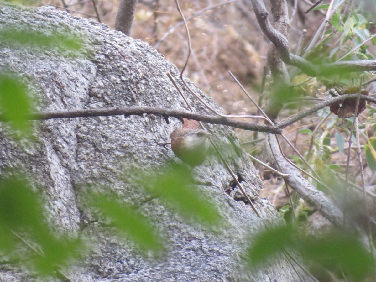 Canyon Wren - ML545394111