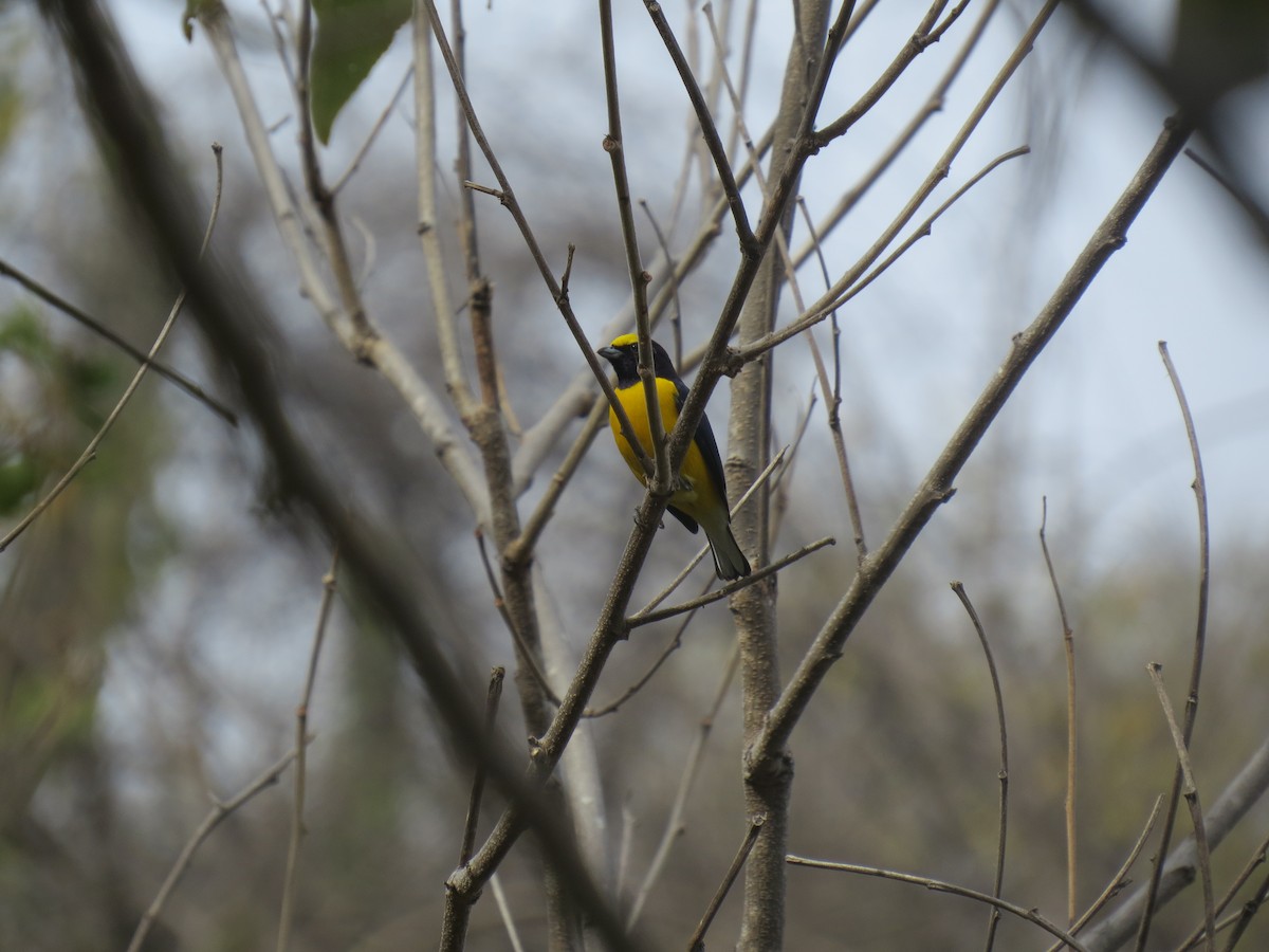 West Mexican Euphonia - Evan Waite