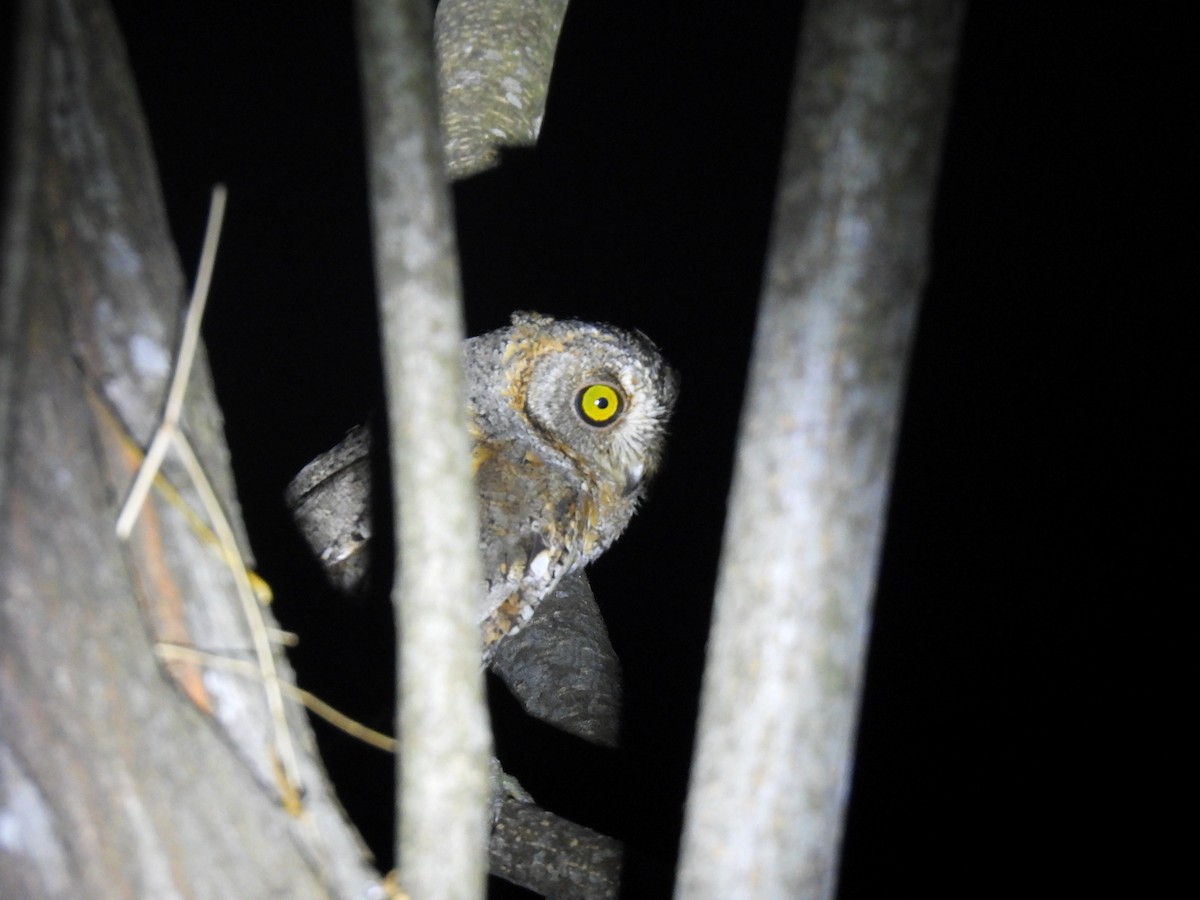 Oriental Scops-Owl - ML545394241