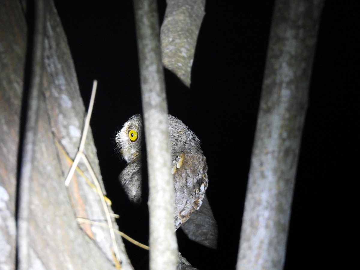 Oriental Scops-Owl - ML545394251