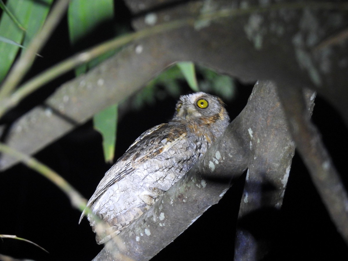 Oriental Scops-Owl - ML545394271