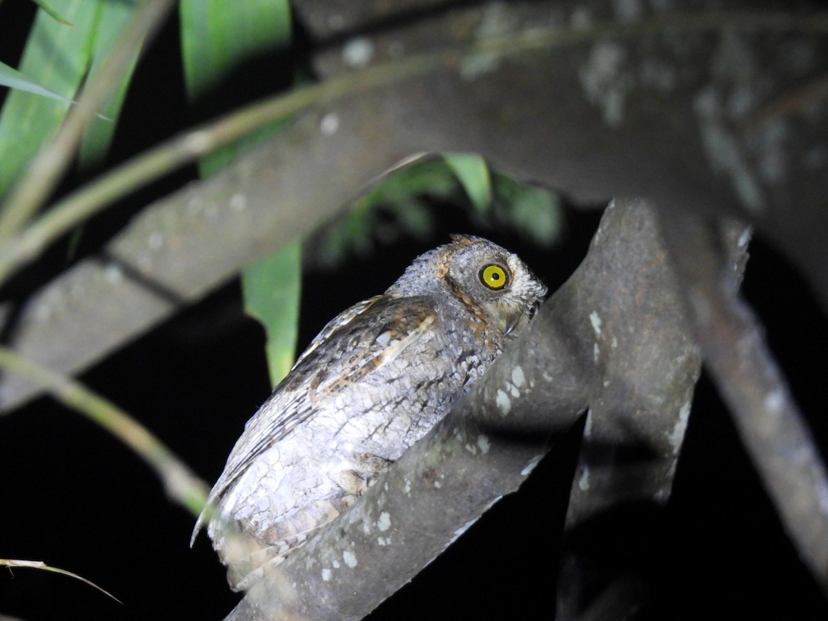 Oriental Scops-Owl - ML545394281