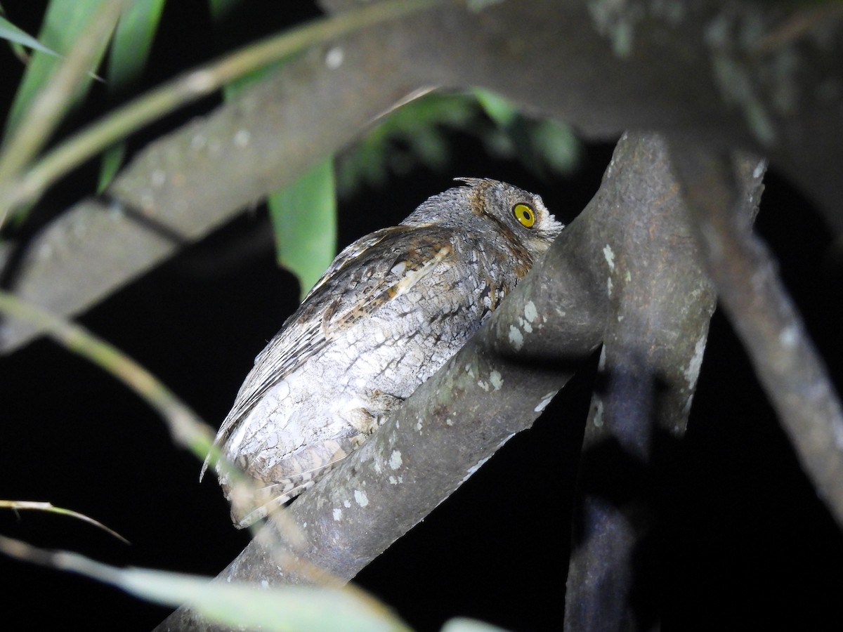 Oriental Scops-Owl - ML545394291