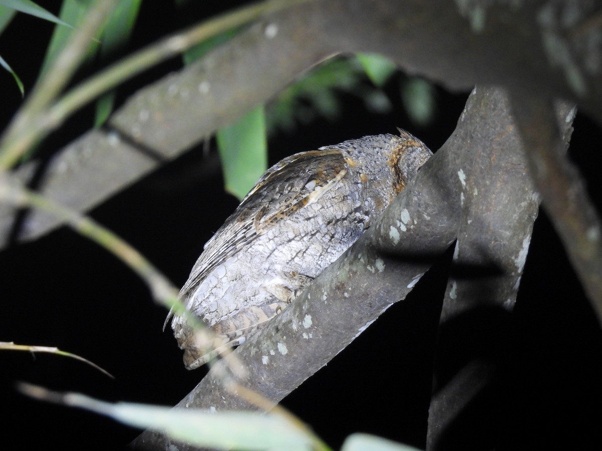 Oriental Scops-Owl - ML545394301