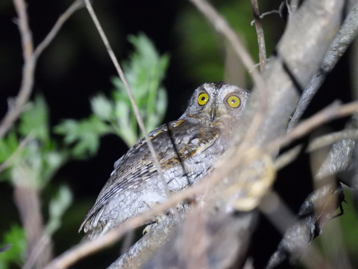 Oriental Scops-Owl - ML545394311