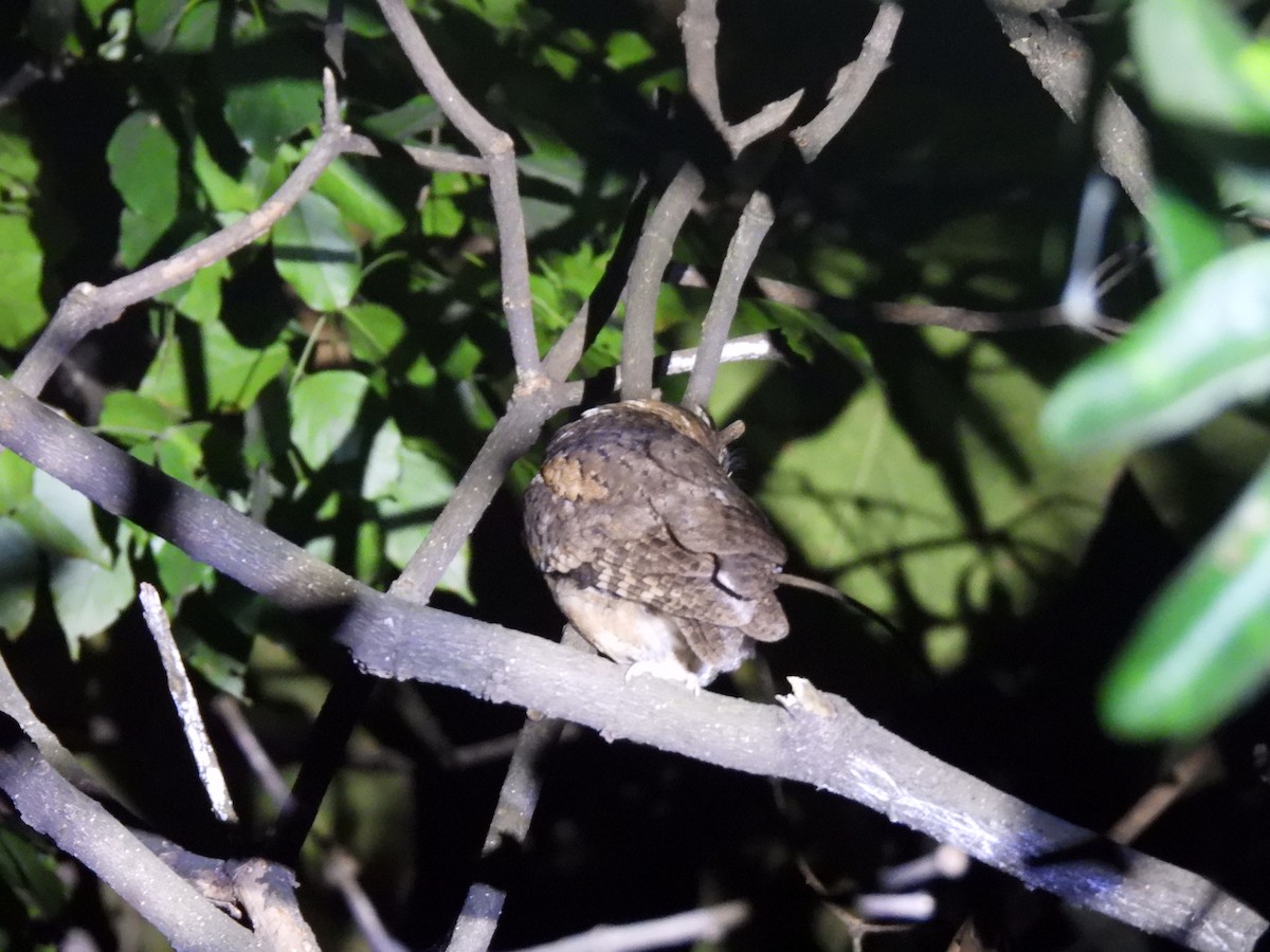 Collared Scops-Owl - ML545394421