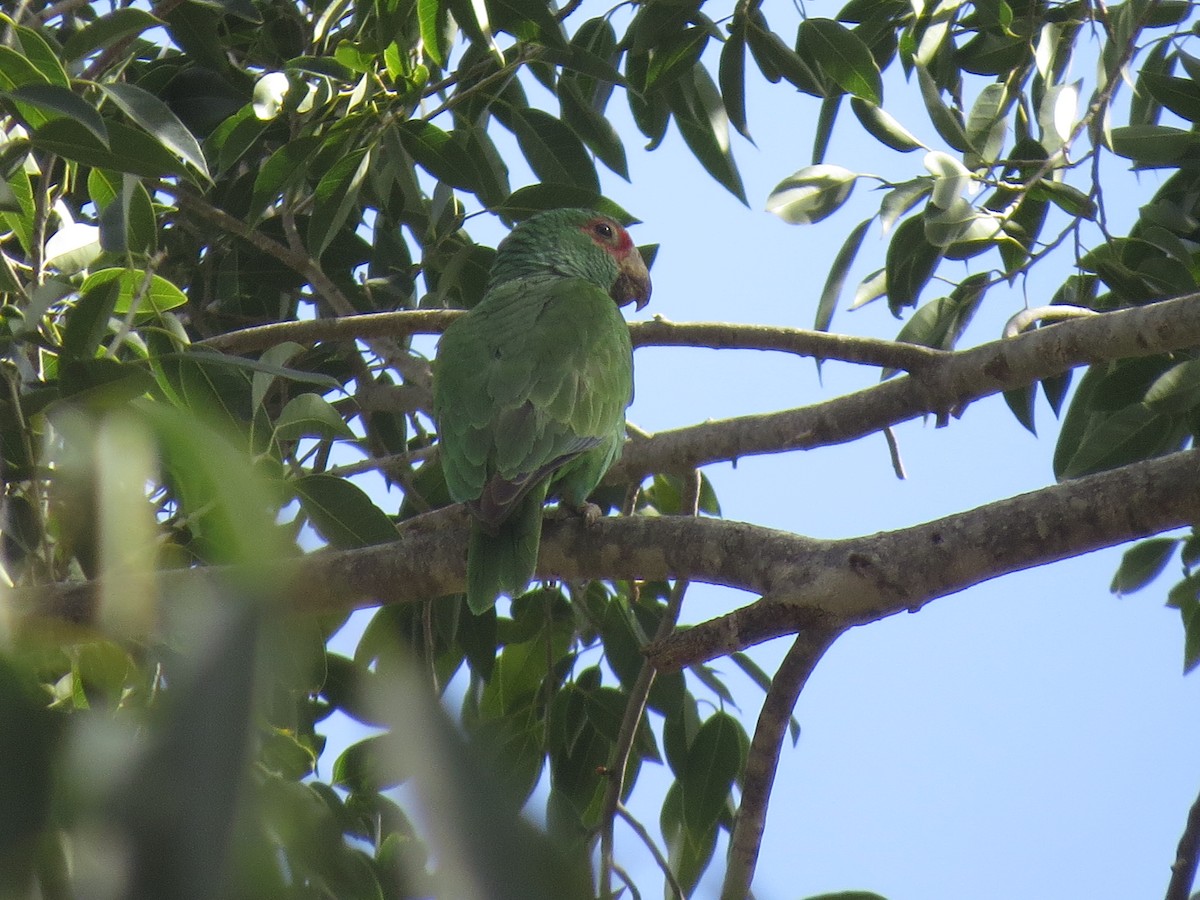 White-fronted Parrot - ML545394571