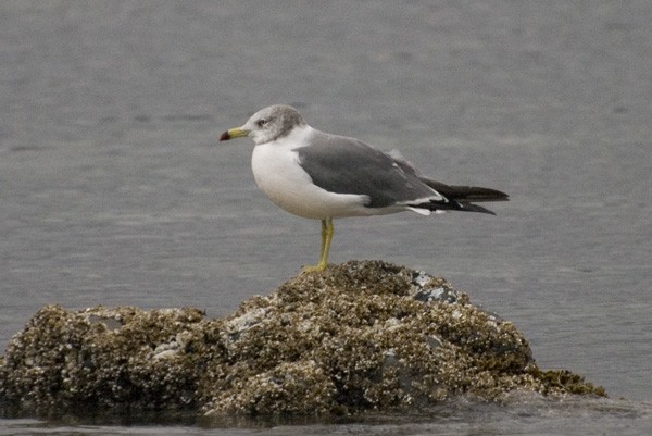 Black-tailed Gull - ML54539531