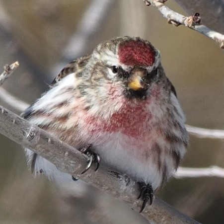Redpoll (Common) - ML545396611