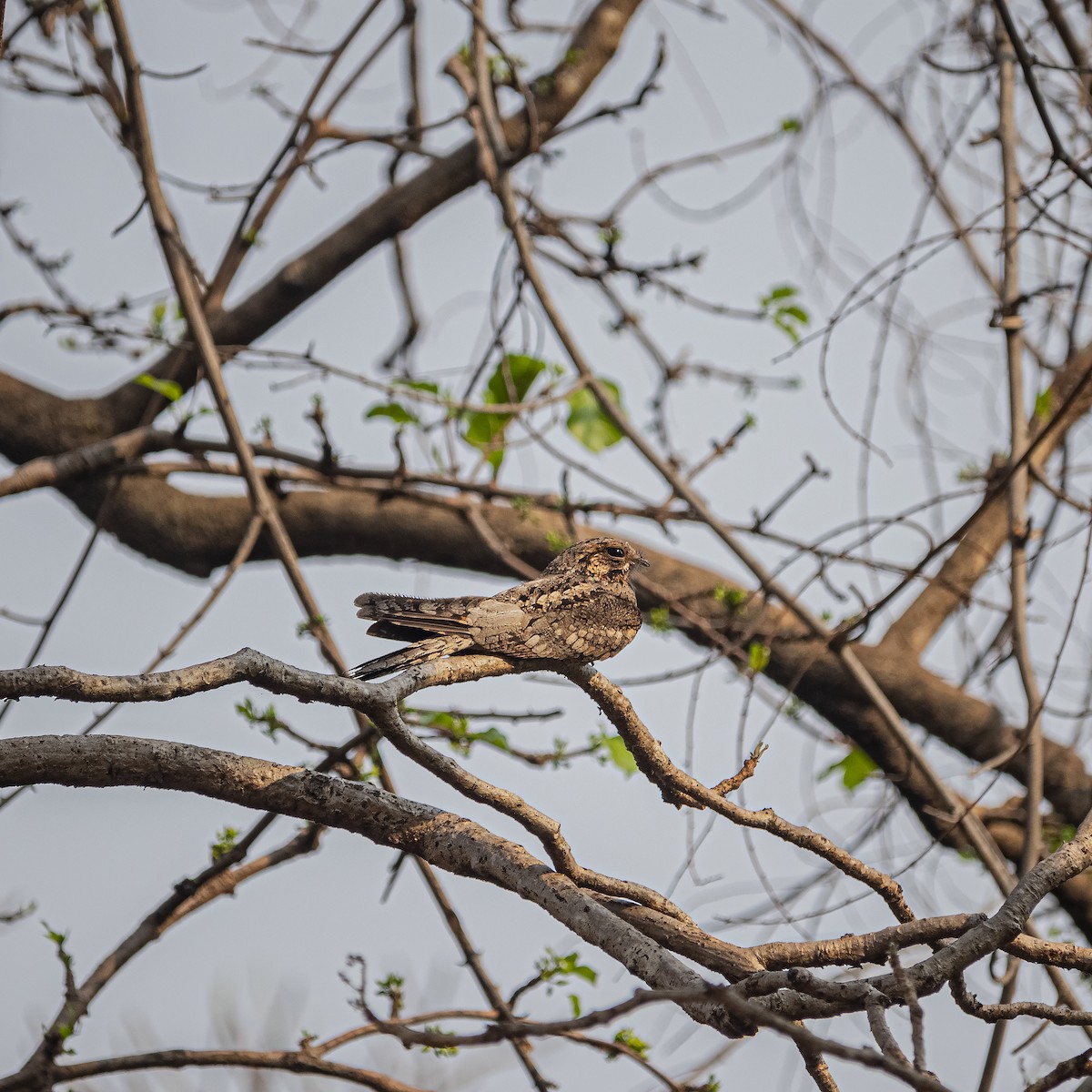 Jungle Nightjar - ML545396921