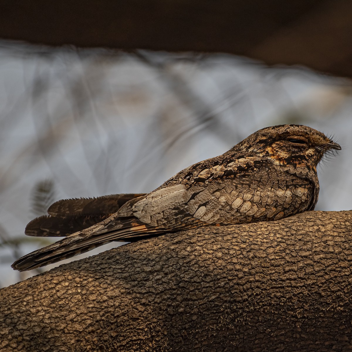 Jungle Nightjar - ML545396931