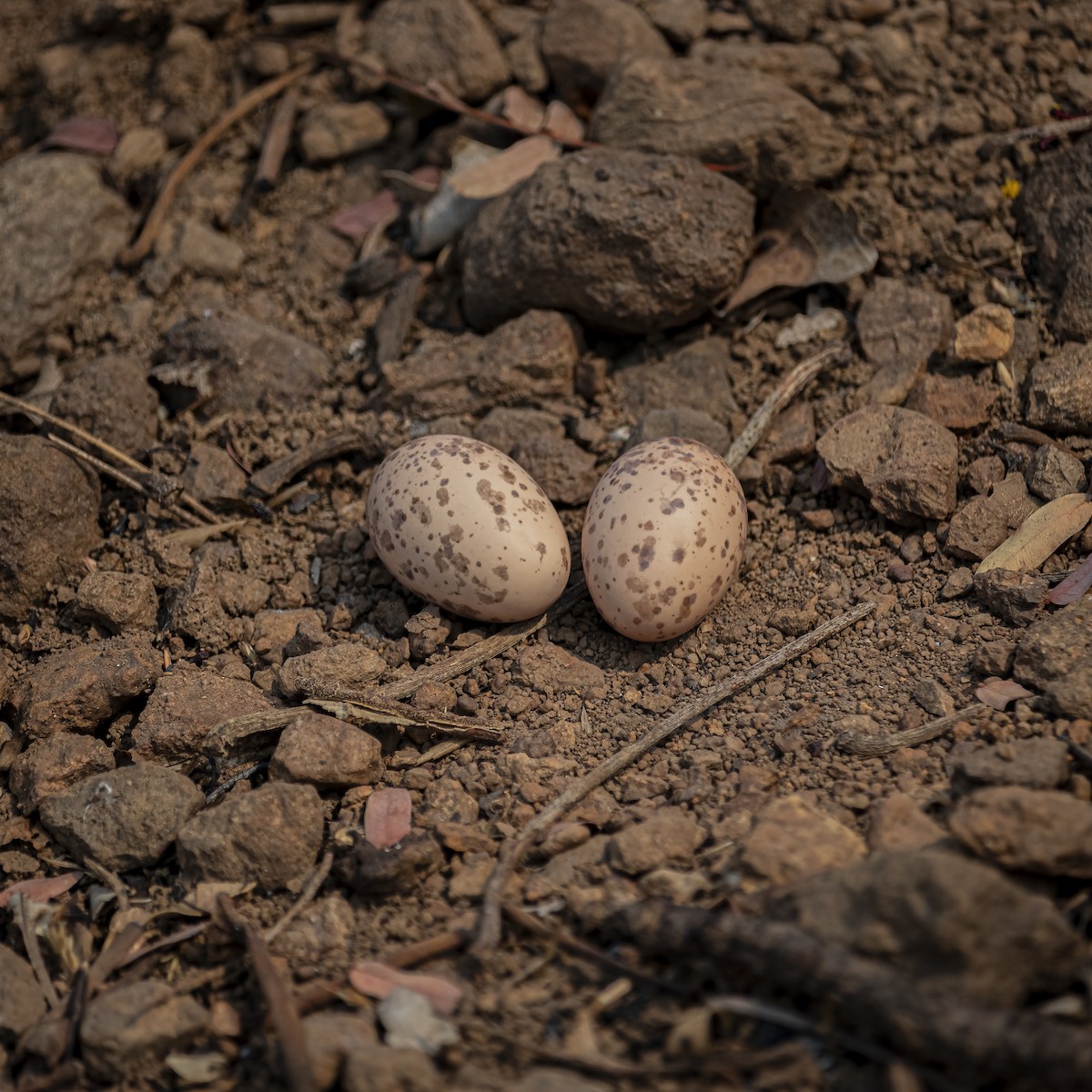 Jungle Nightjar - ML545396961