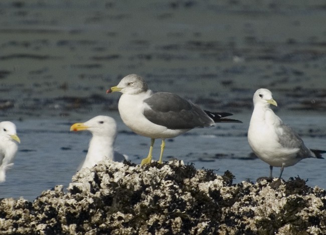 Black-tailed Gull - ML54539721