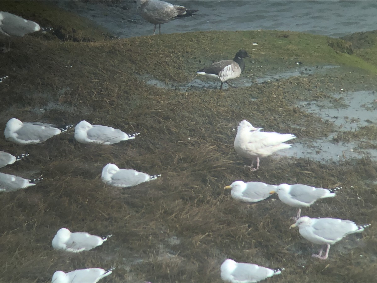 Glaucous Gull - Todd Michael Day