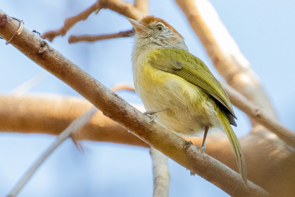 Gray-eyed Greenlet - Sue Wright