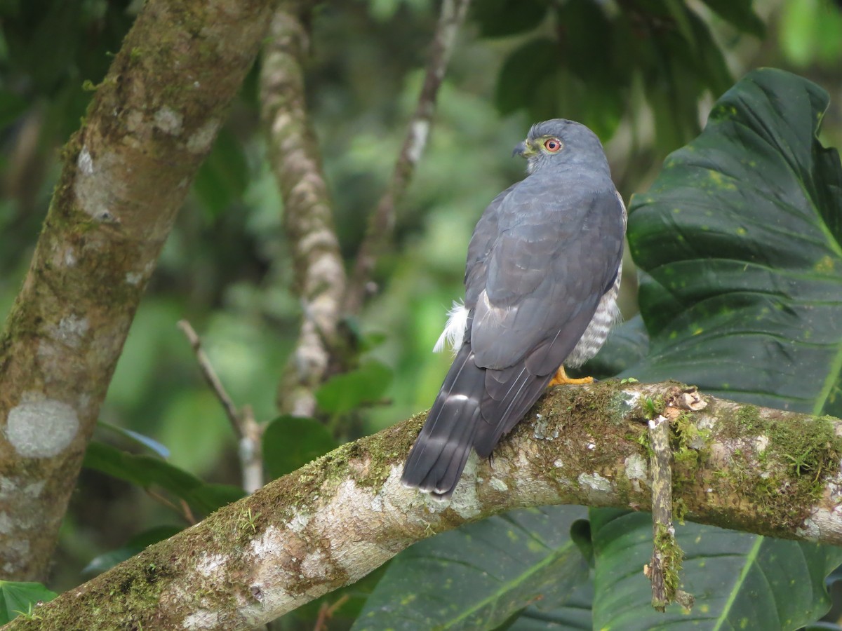 Double-toothed Kite - ML545401011