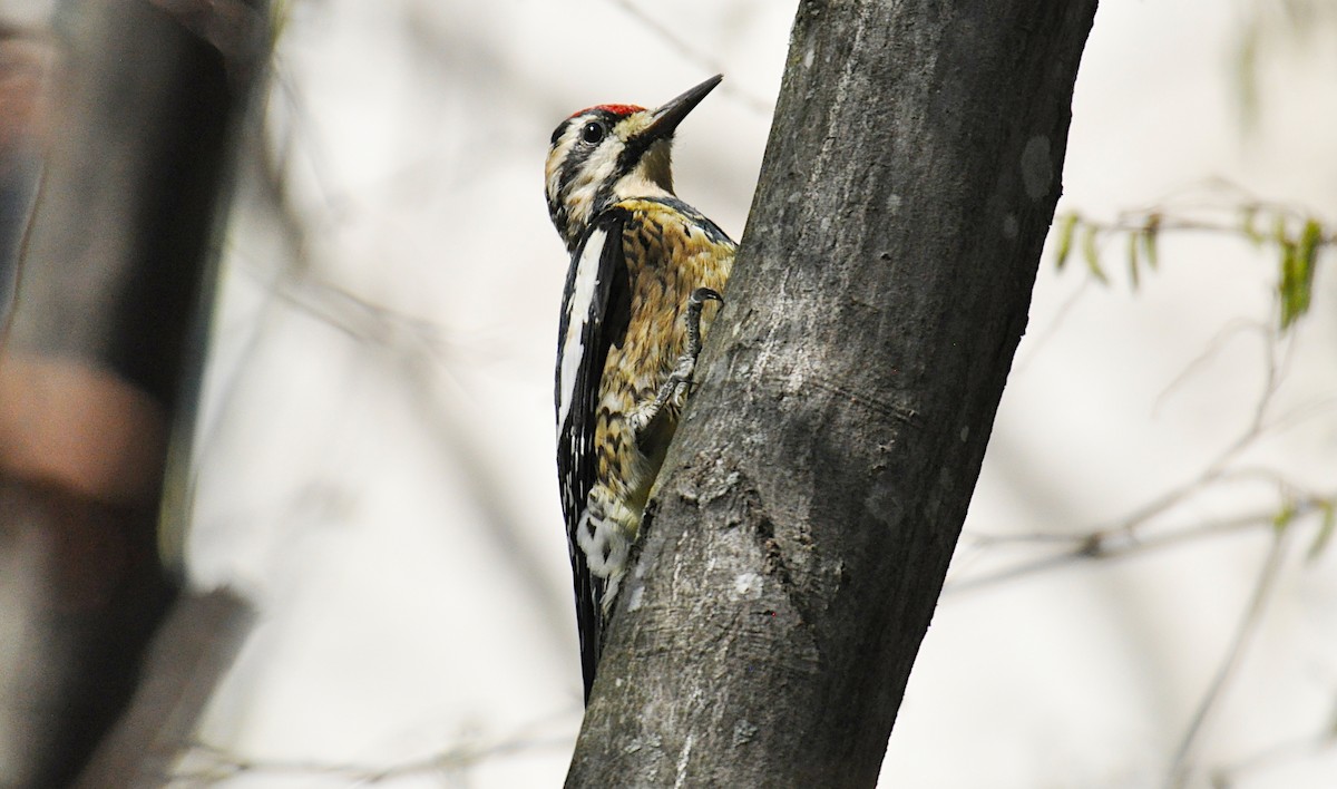 Yellow-bellied Sapsucker - ML545402541