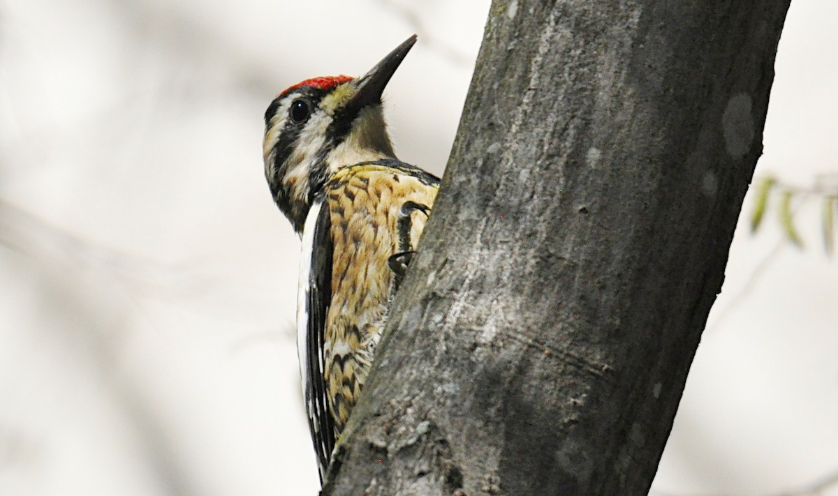 Yellow-bellied Sapsucker - ML545402611