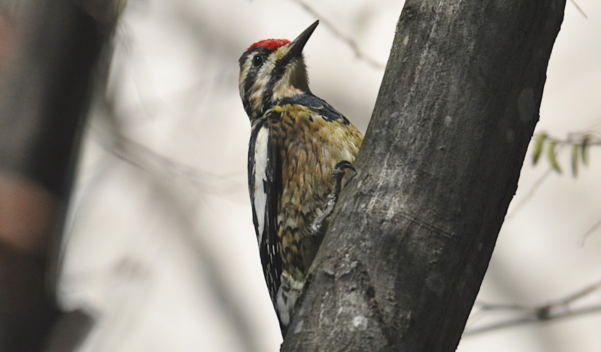 Yellow-bellied Sapsucker - Matthew Murphy