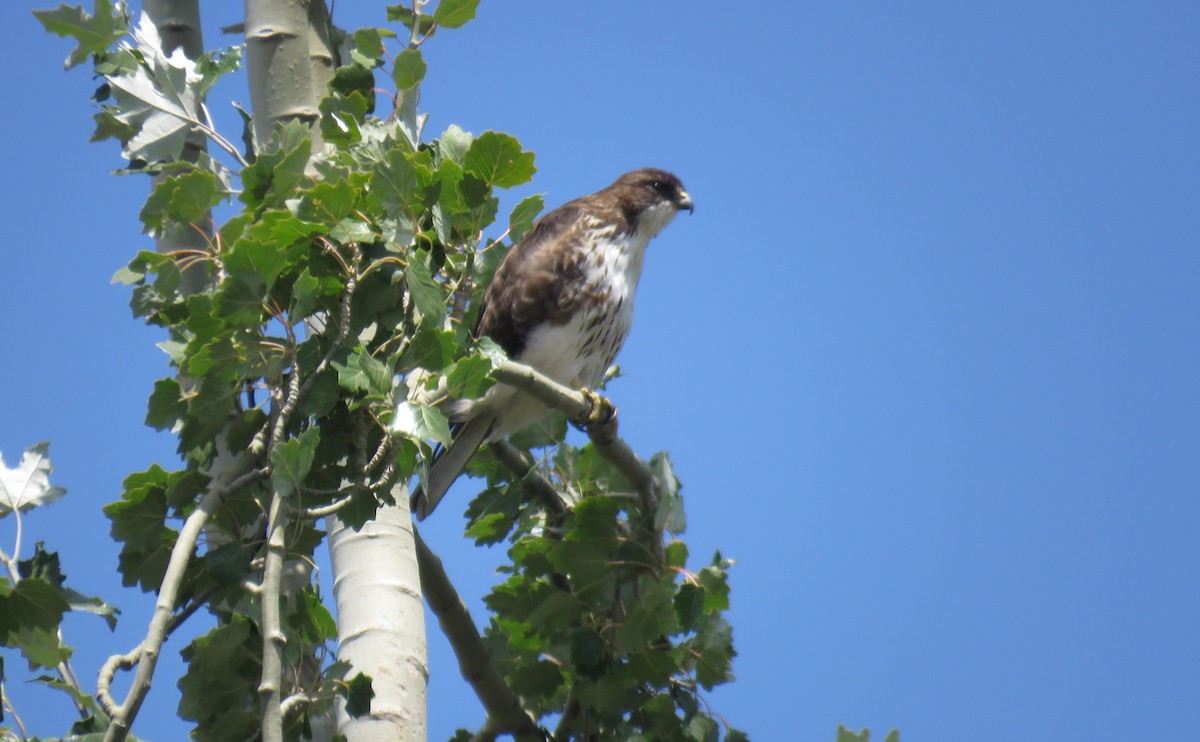 White-throated Hawk - ML545403081