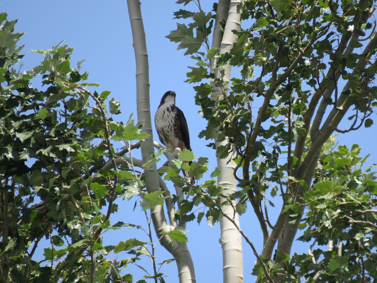 White-throated Hawk - ML545403261