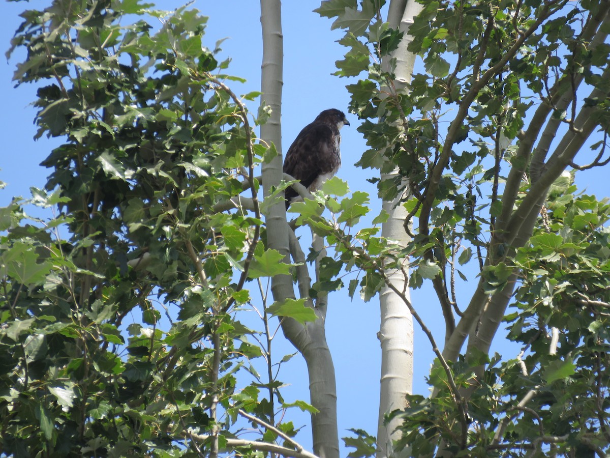 White-throated Hawk - ML545403281