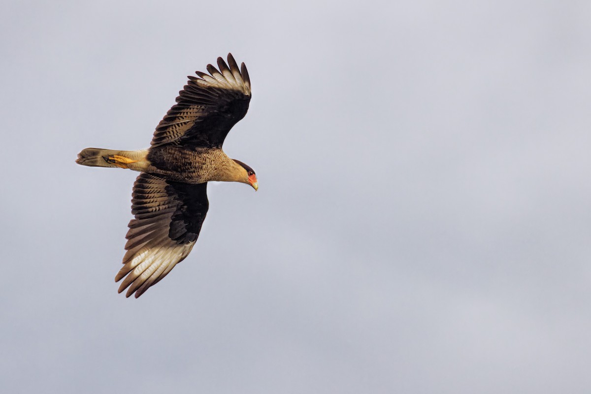 Crested Caracara - Marie-Pierre Rainville