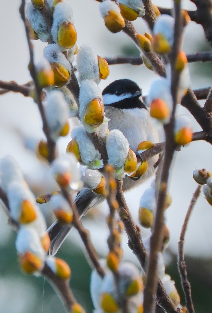 Black-capped Chickadee - ML545404391