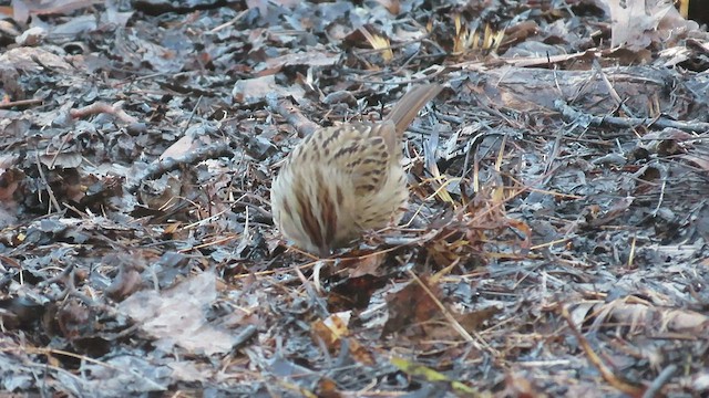 Lincoln's Sparrow - ML545404871