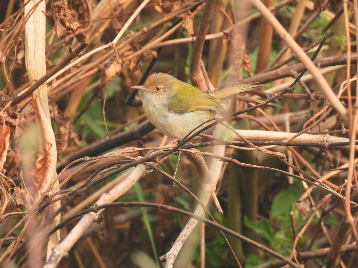 Common Tailorbird - ML545404901