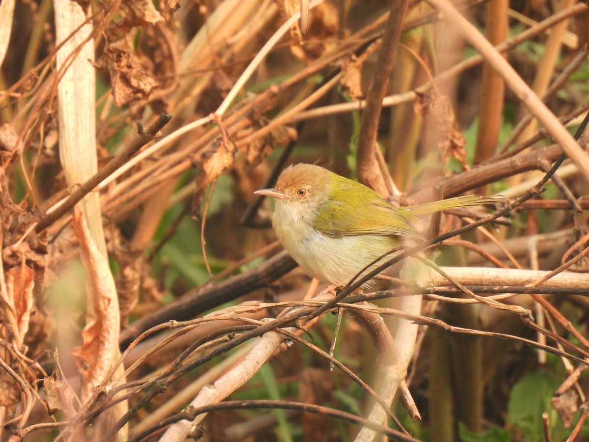 Common Tailorbird - ML545404911