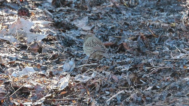 Lincoln's Sparrow - ML545405011