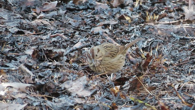 Lincoln's Sparrow - ML545405041