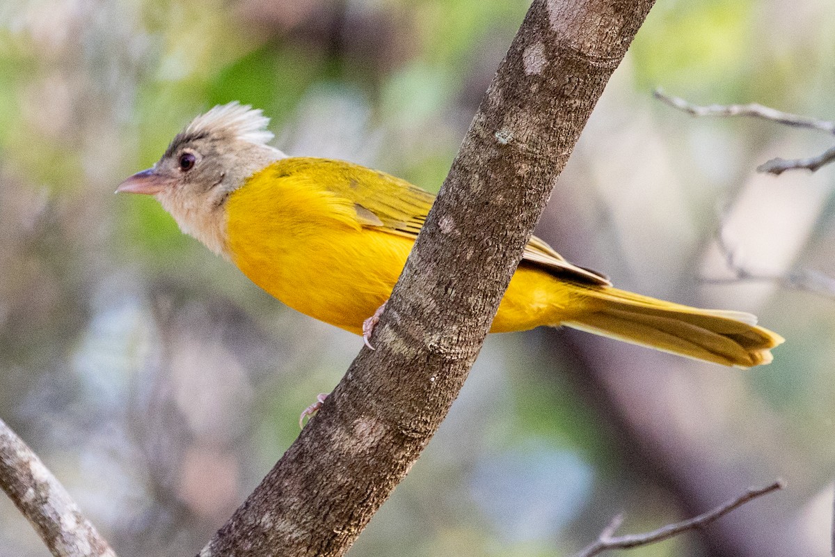 Gray-headed Tanager - ML545405241