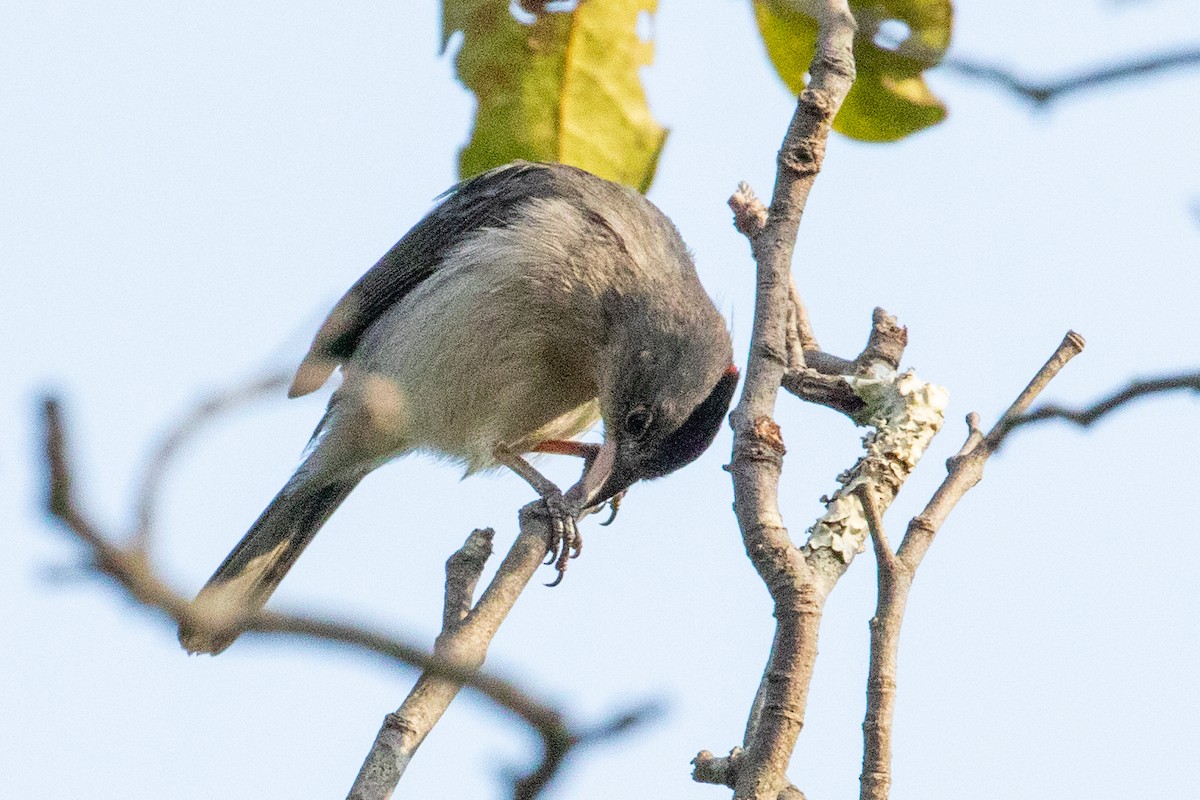 Pileated Finch - ML545405831