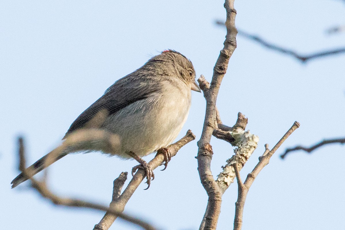 Pileated Finch - Sue Wright