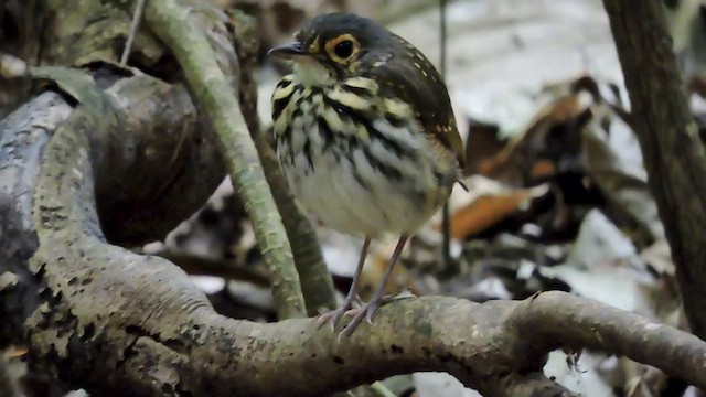 Streak-chested Antpitta - ML545406101