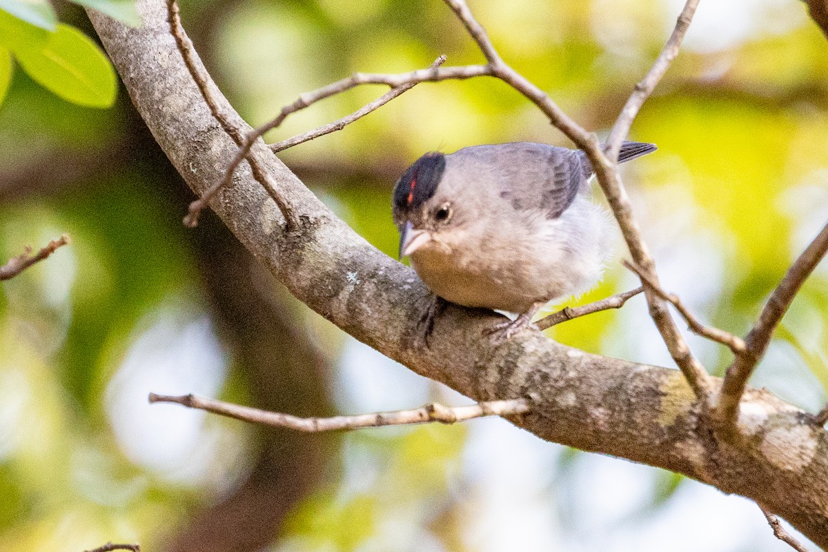 Pileated Finch - Sue Wright