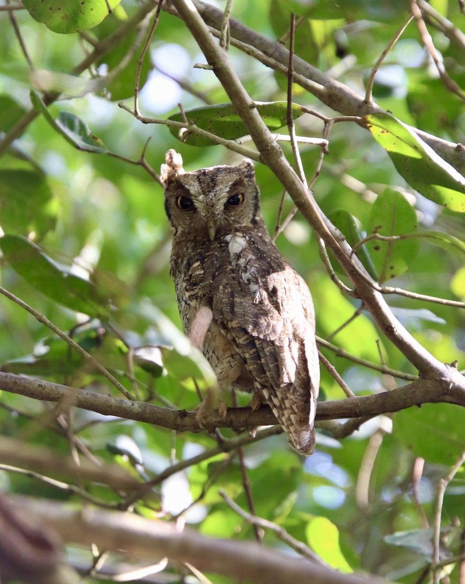 Tropical Screech-Owl - Julian Moulton