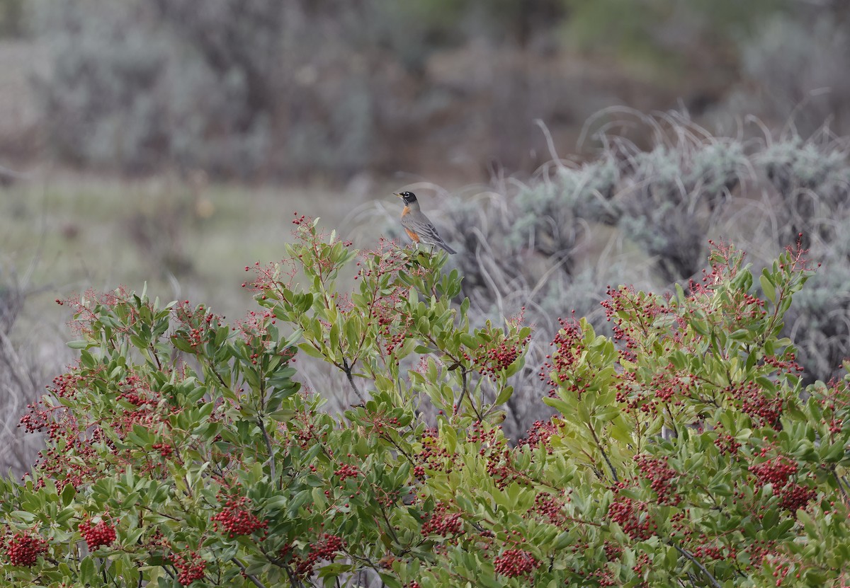 American Robin - Mats  Wallin